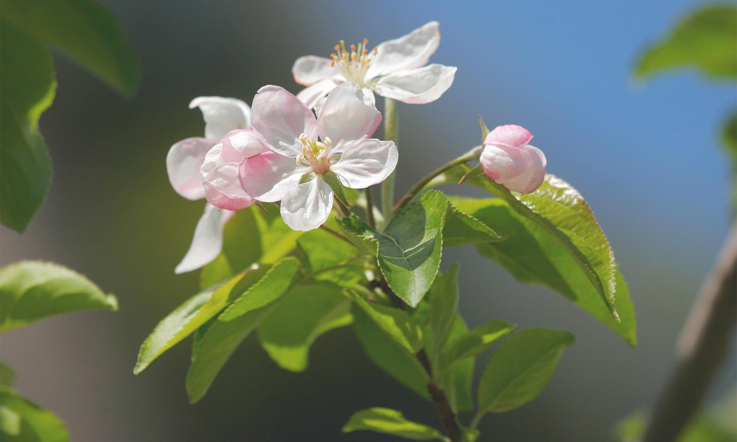 Apfelblüte - Frühling in Schenna