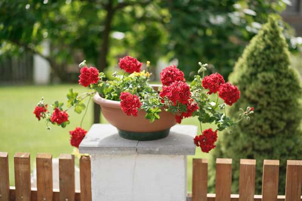 Blumenschale mit Geranien