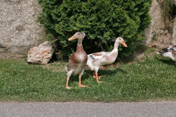 Laufenten unsere fleißigen Helfer im Garten