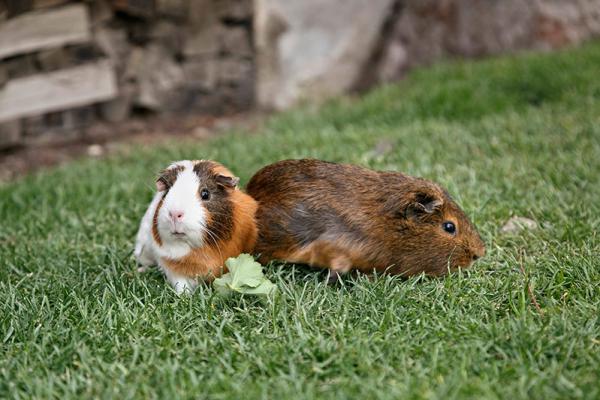 Meerschweinchen am Perlhof 