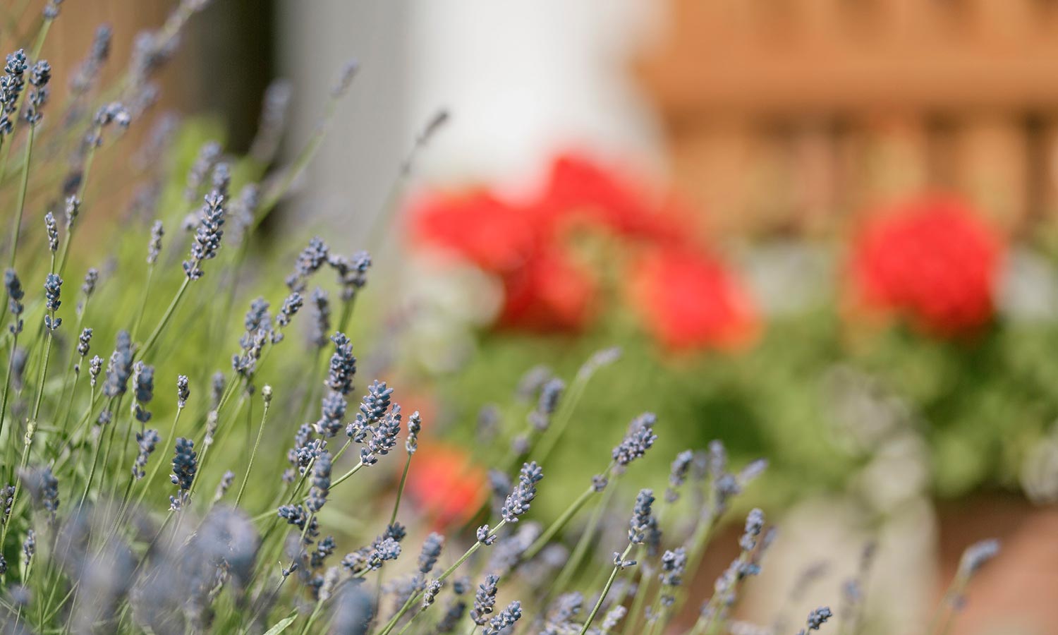 Profumo di lavanda al Perlhof